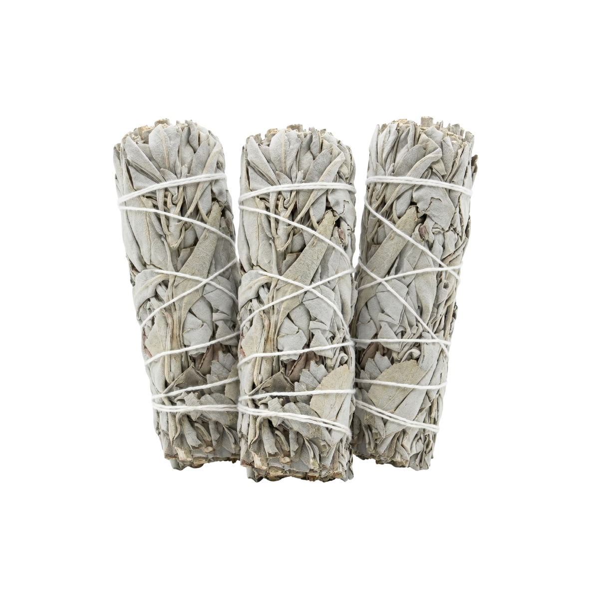 White Sage 10cm 2